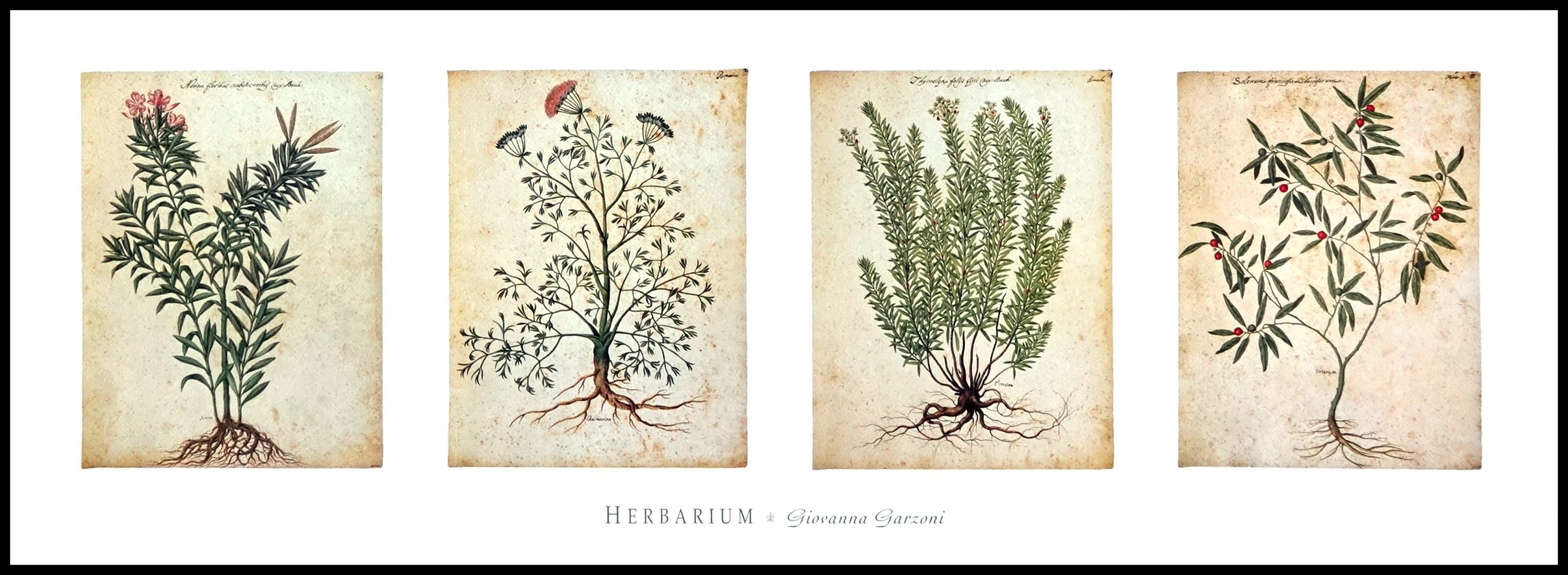 TA GIG3046 Herbarium 2